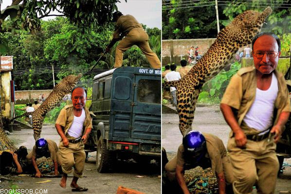  Bogus Bob is attacked by a leopard 