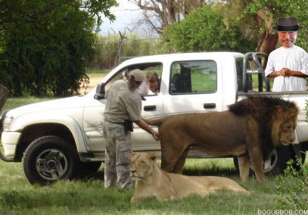  Bogus Bob would not fondle a lion 